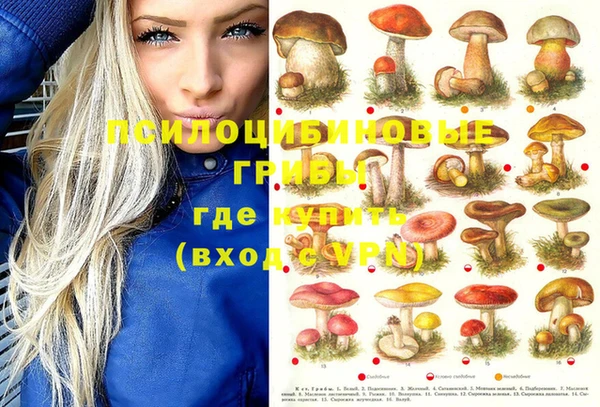 дмт Богданович